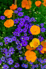 Obraz premium Blume