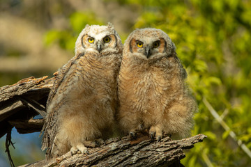 Great Horned Owl chicks leaving nest taken in southern MN