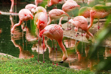 A flock of pink flamingos and reflection in the water. selective focus