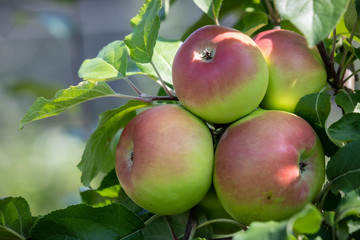 apple tree with fruits in styrian farm, austria