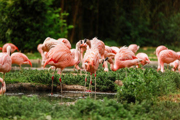 A flock of pink flamingos and reflection in the water. selective focus