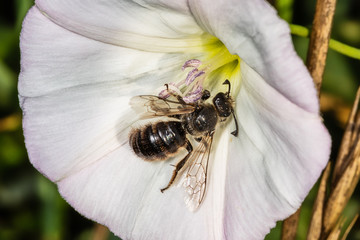 Black bee. The genus Systropha planidens male comprises several species of Old World sweat bees,...