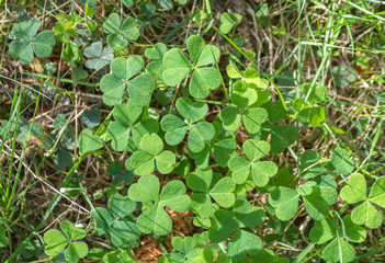 Fresh green clover leaves.