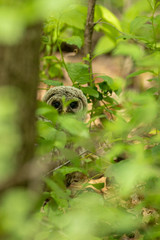 Baby Barred Owl in the woods taken in southern MN