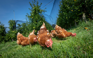 free-range chickens on an organic farm in styria,austria