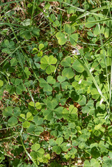 Fresh green clover leaves.