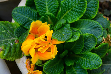 yellow flower in a pot