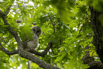 Barred Owl young in tree taken in southern MN
