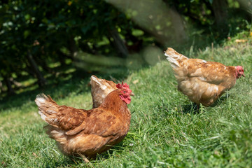 free-range chickens on an organic farm in styria,austria