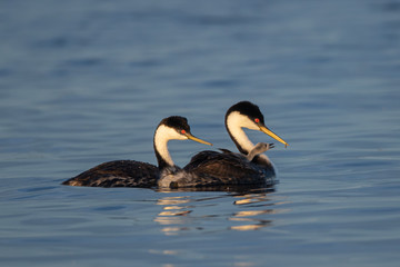 Western Grebe adult and young taken in central Minnesota