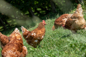 free-range chickens on an organic farm in styria,austria
