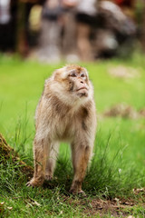 Fototapeta na wymiar Macaque on the grass. Little popular monkey. monkey in the zoo on the grass.