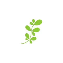 Moringa leaf Logo Template vector