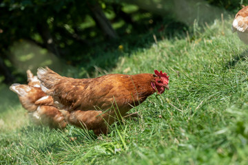 free-range chickens on an organic farm in styria,austria