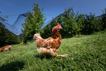 free-range chickens on an organic farm in styria,austria