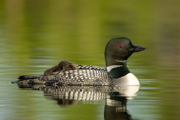 Common Loon with baby on back taken in central MN