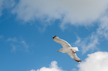 Fliegende Möwe