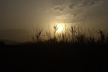 sunset in the field