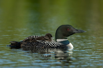 Common Loon with baby on back taken in central MN