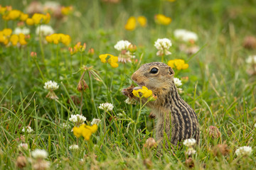 Thirteen-lined Ground Squirrel in flowers taken in southern MN in the wild