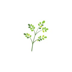 Moringa leaf Logo Template vector