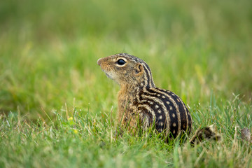 Thirteen-lined Ground Squirrel in flowers taken in southern MN in the wild