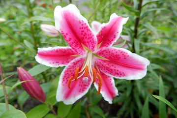 pink lily in the garden