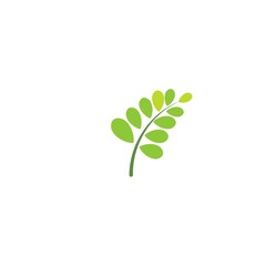 Moringa leaf Logo Template vector