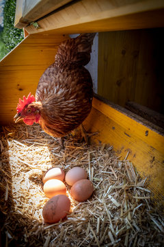 chicken with eggs in henhouse 