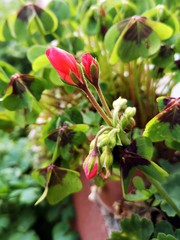 Obraz na płótnie Canvas Red geraniums flower - close-up view
