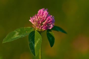 Blüten des Wiesenklee