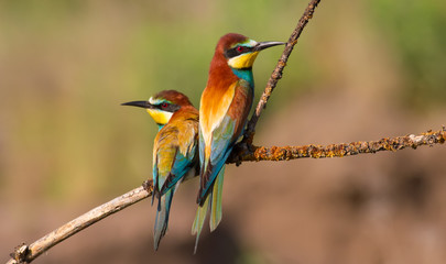 European bee-eater, merops apiaster. In the early morning, a family of birds sitting on a beautiful branch