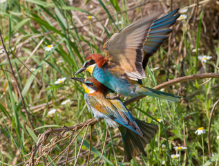 European bee-eater, merops apiaster. Birds have mating season