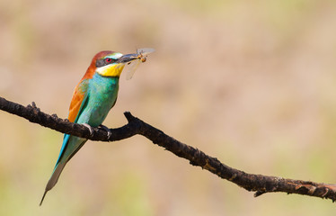 European bee-eater, merops apiaster. The bird sits on a branch and holds a dragonfly in its beak
