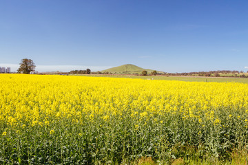 Fototapeta premium Fields of Canola in Victoria Australia
