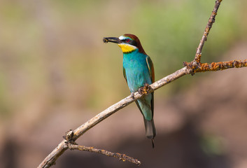 European bee-eater, merops apiaster. The bird sits on a branch and holds a bumblebee in its beak