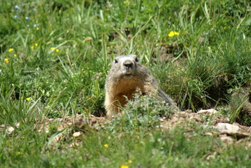 A funny groundhog popping up from a hole in mountain field