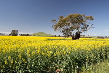 Obraz premium Fields of Canola in Victoria Australia