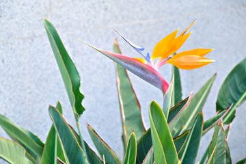 Strelitzia reginae, crane flower, bird of paradise flower in the garden.