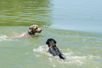 A weimaraner and black lab swim together in a pond, splashing and making waves during the summer.  Dogs having fun swimming together. © Andy
