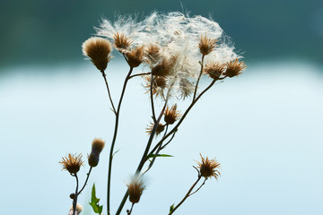 Samen der Acker-Kratzdistel