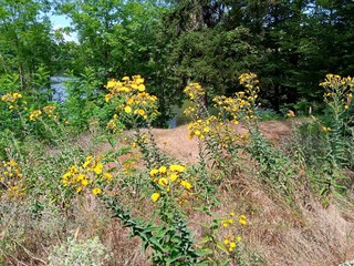 Obraz premium Summer landscape, trees in the forest
