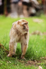 Macaque on the grass. Little popular monkey. monkey in the zoo on the grass.