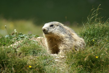 Naklejka na ściany i meble Close up of a groundhog in a mountain field