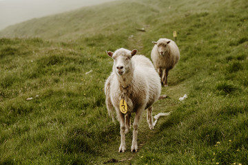 Mykines in the Faroe Islands - The Puffin Island