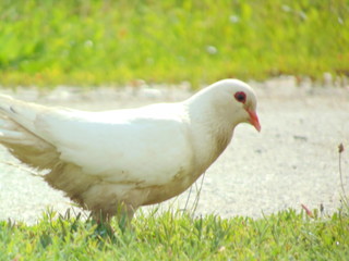 white dove in the grass