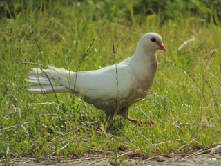 white dove on grass