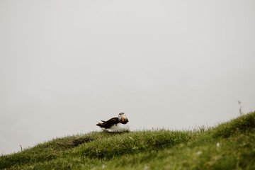 Mykines in the Faroe Islands - The Puffin Island
