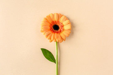Orange gerbera flower on the yellow background. Flat lay, top view 