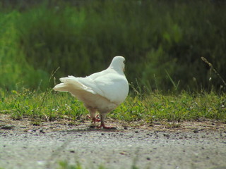 white dove on the grass